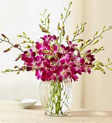 Orchid Special - Save $10 Flower Power, Florist Davenport FL
